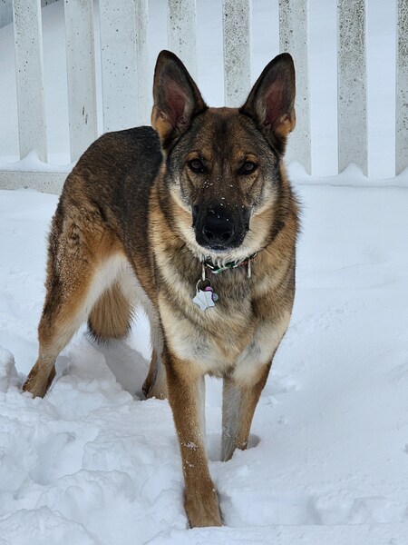 Entry image for Elsa. Clicking this image will show a larger photo