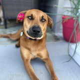 Entry image for Maple Syrup 