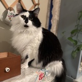 Entry image for Jasper