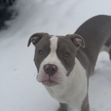 Entry image for Dexter