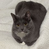 Entry image for Stevie