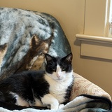 Entry image for Moonie