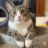 Entry image for Sheeba