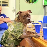 Entry image for Gunner 