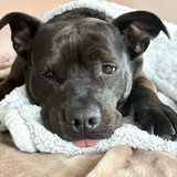 Entry image for Riggi