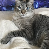 Entry image for Alfred Brahms