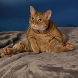 Entry image for Pumpkin