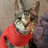 Entry image for Felix 