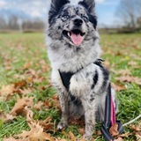 Entry image for Jupiter 