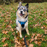 Entry image for Orion