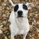 Entry image for Panda