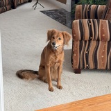 Entry image for Austen