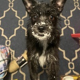 Entry image for Chewie