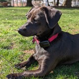 Entry image for Isabella