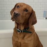 Entry image for Archie Allen