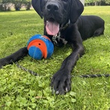 Entry image for Brewer