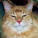 Entry image for Mike (the cat)