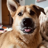 Entry image for Tilly