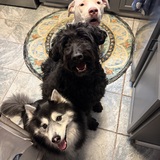 Entry image for Roman Diamond and Mocha 