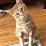 Entry image for Yoda