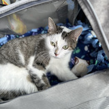 Entry image for Mercy