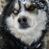 Entry image for Rosco