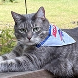 Entry image for Pebbles