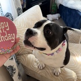 Entry image for Tippi