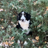 Entry image for Millie