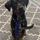 Entry image for Ozzy