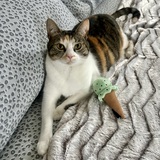 Entry image for Cali