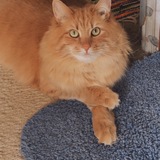 Entry image for Tatey Tot