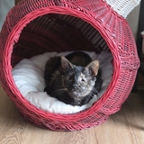 Entry image for Mokey