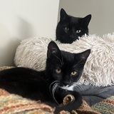 Entry image for Boo and Jack