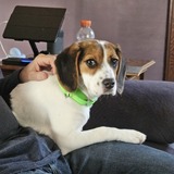 Entry image for Gracie Lou 