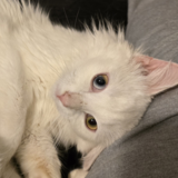 Entry image for Riley