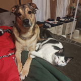 Entry image for Prince 