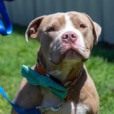 Entry image for Thor