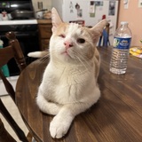 Entry image for Roomba