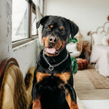 Entry image for Sven