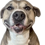 Entry image for Chevelle