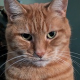 Entry image for Geri