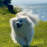 Entry image for Emma