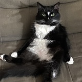 Entry image for King