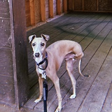 Entry image for Boogie