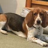 Entry image for Elsa