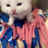 Entry image for spirit