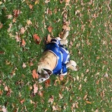 Entry image for Jade