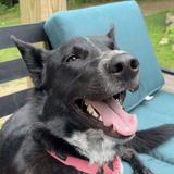 Entry image for Sonny