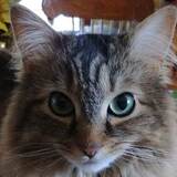 Entry image for Charmander